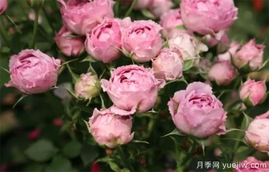 紫色月季花有哪些品種？分享30款紫色月季(圖24)