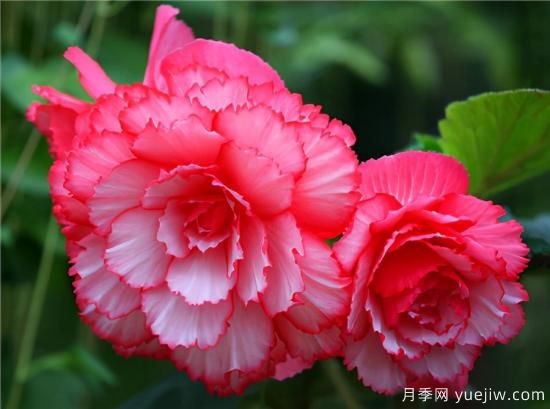 100種常見花卉的栽培大全，送給愛養(yǎng)花的你(圖44)