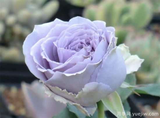 紫色月季花有哪些品種？分享30款紫色月季(圖25)