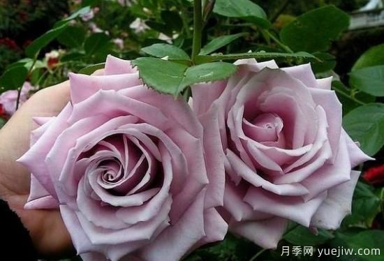 紫色月季花有哪些品種？分享30款紫色月季(圖26)