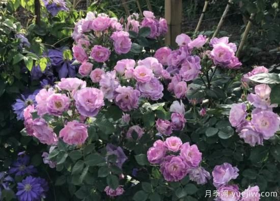 紫色月季花有哪些品種？分享30款紫色月季(圖27)