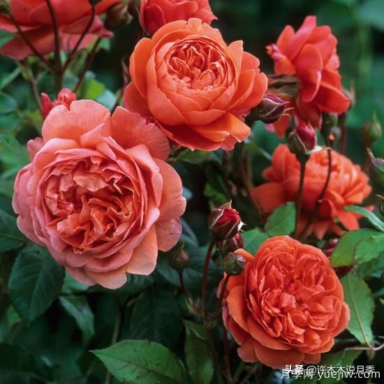 35個(gè)奧斯汀官方推薦的月季品種，抗病強(qiáng)長(zhǎng)勢(shì)好開花多花友必選(圖7)