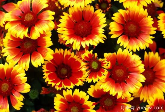 100種常見花卉的栽培大全，送給愛養(yǎng)花的你(圖48)