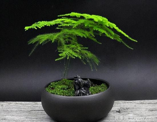 100種常見花卉的栽培大全，送給愛養(yǎng)花的你(圖49)