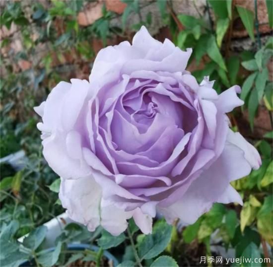 紫色月季花有哪些品種？分享30款紫色月季(圖29)