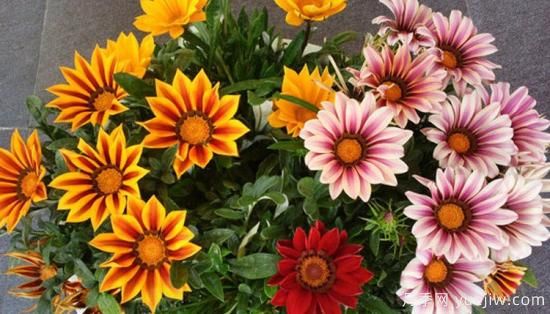 100種常見花卉的栽培大全，送給愛養(yǎng)花的你(圖51)