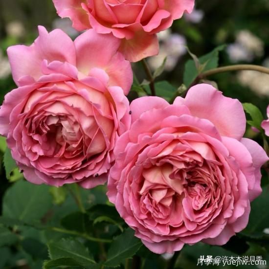 35個(gè)奧斯汀官方推薦的月季品種，抗病強(qiáng)長(zhǎng)勢(shì)好開花多花友必選(圖9)