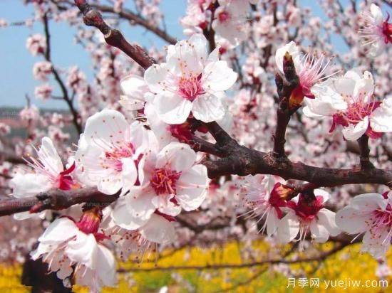 以花命名的農(nóng)歷，中國(guó)人對(duì)月份的雅稱(chēng)及別稱(chēng)(圖2)