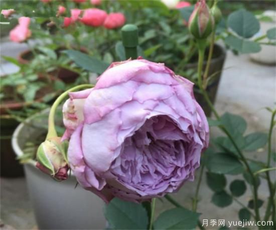 紫色月季花有哪些品種？分享30款紫色月季(圖30)