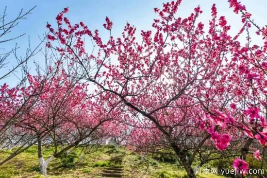 以花命名的農(nóng)歷，中國(guó)人對(duì)月份的雅稱(chēng)及別稱(chēng)(圖3)