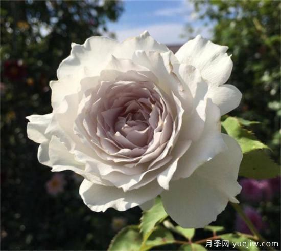 紫色月季花有哪些品種？分享30款紫色月季(圖31)