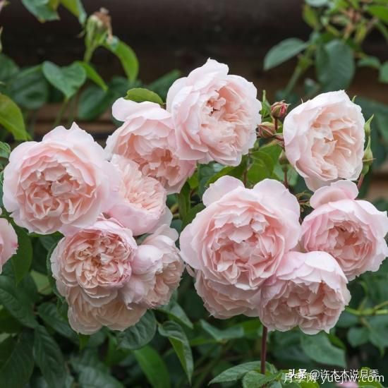 35個(gè)奧斯汀官方推薦的月季品種，抗病強(qiáng)長(zhǎng)勢(shì)好開花多花友必選(圖11)