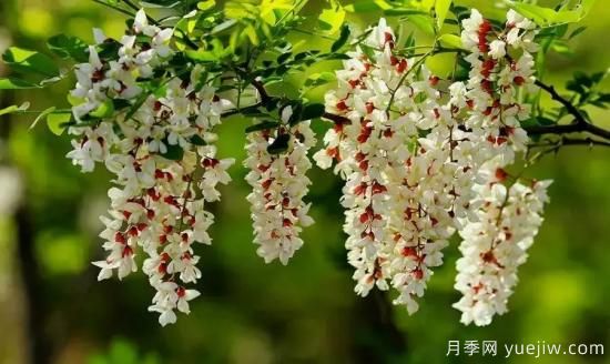 以花命名的農(nóng)歷，中國(guó)人對(duì)月份的雅稱(chēng)及別稱(chēng)(圖4)