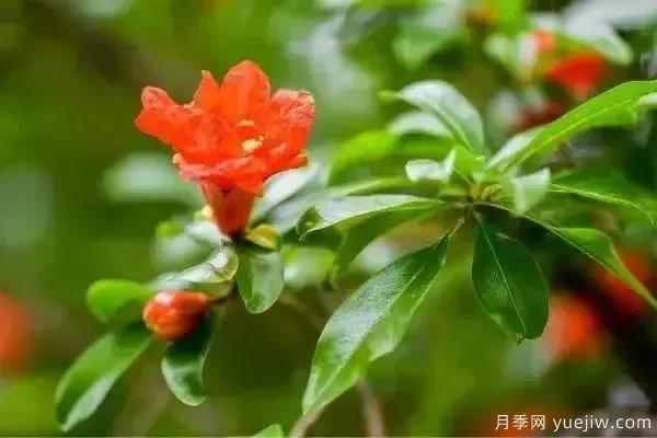 以花命名的農(nóng)歷，中國(guó)人對(duì)月份的雅稱(chēng)及別稱(chēng)(圖5)