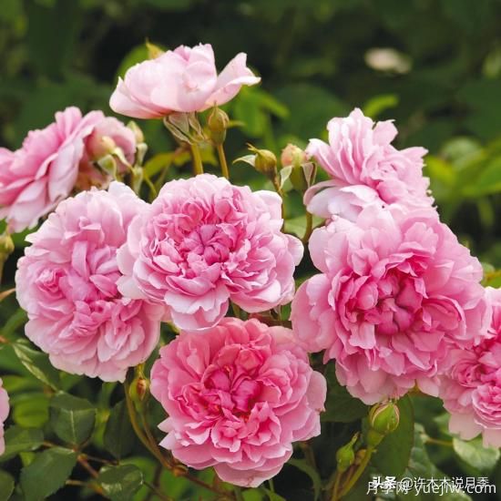 35個(gè)奧斯汀官方推薦的月季品種，抗病強(qiáng)長(zhǎng)勢(shì)好開花多花友必選(圖12)
