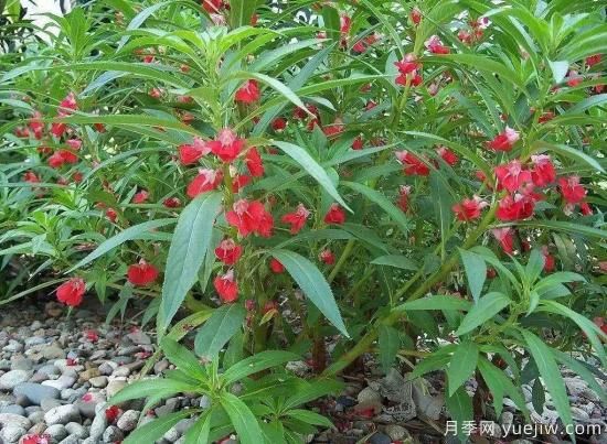 以花命名的農(nóng)歷，中國(guó)人對(duì)月份的雅稱(chēng)及別稱(chēng)(圖7)