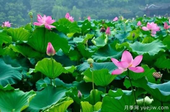 以花命名的農(nóng)歷，中國(guó)人對(duì)月份的雅稱(chēng)及別稱(chēng)(圖6)