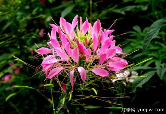 100種常見花卉的栽培大全，送給愛養(yǎng)花的你(圖56)