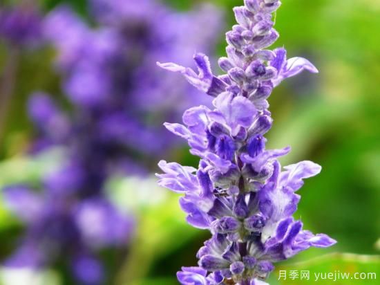100種常見花卉的栽培大全，送給愛養(yǎng)花的你(圖58)