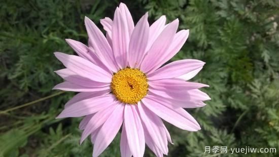 100種常見花卉的栽培大全，送給愛養(yǎng)花的你(圖59)