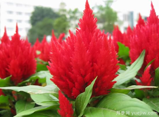 100種常見花卉的栽培大全，送給愛養(yǎng)花的你(圖60)