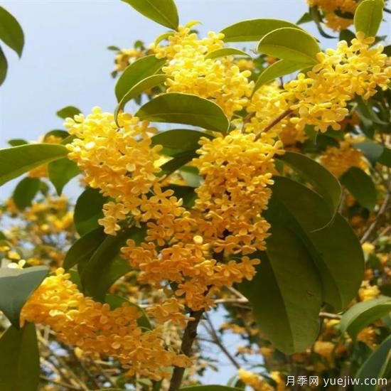 以花命名的農(nóng)歷，中國(guó)人對(duì)月份的雅稱(chēng)及別稱(chēng)(圖8)