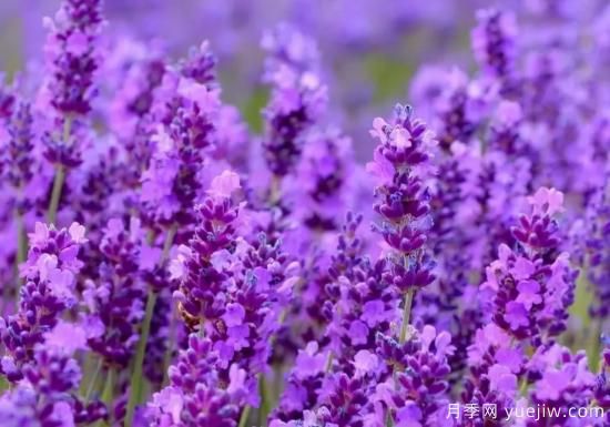 100種常見花卉的栽培大全，送給愛養(yǎng)花的你(圖61)