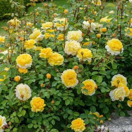 35個(gè)奧斯汀官方推薦的月季品種，抗病強(qiáng)長(zhǎng)勢(shì)好開花多花友必選(圖15)
