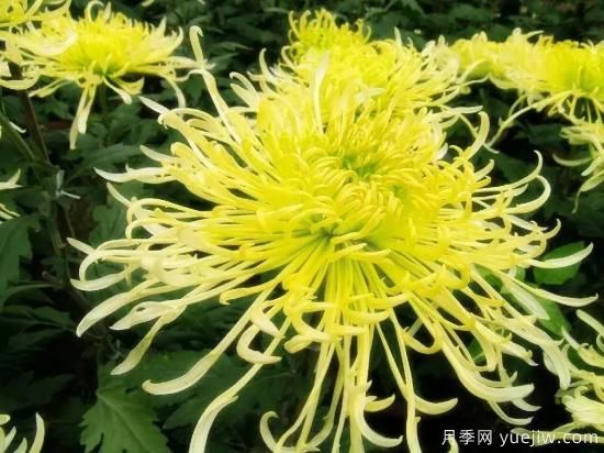 以花命名的農(nóng)歷，中國(guó)人對(duì)月份的雅稱(chēng)及別稱(chēng)(圖9)