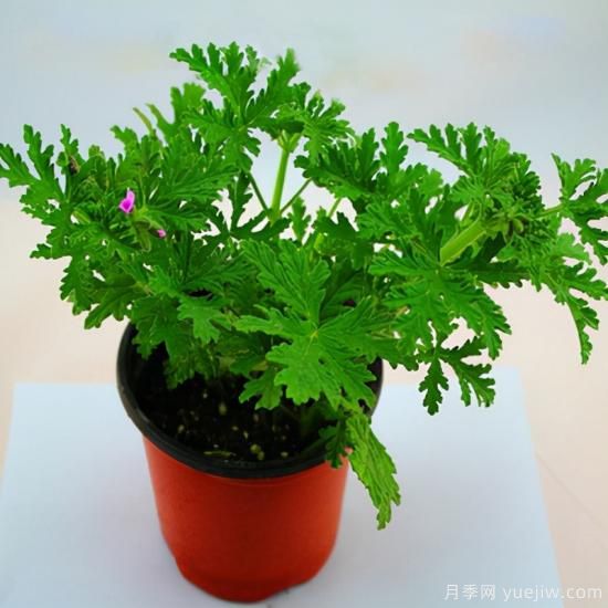 100種常見花卉的栽培大全，送給愛養(yǎng)花的你(圖63)