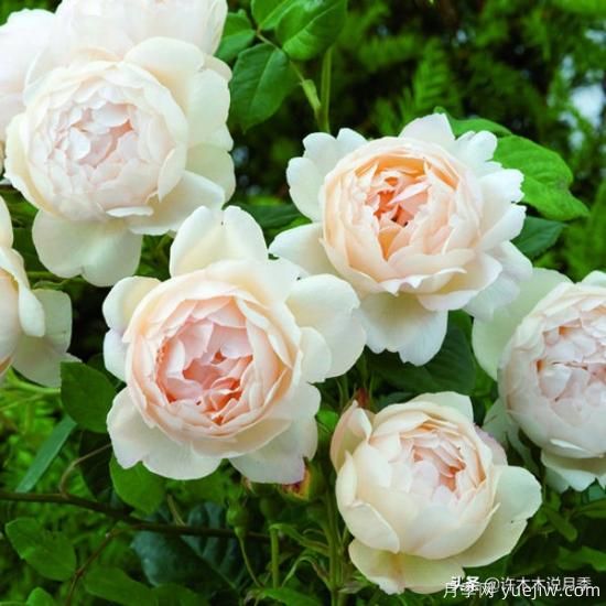 35個(gè)奧斯汀官方推薦的月季品種，抗病強(qiáng)長(zhǎng)勢(shì)好開花多花友必選(圖17)