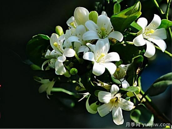 100種常見花卉的栽培大全，送給愛養(yǎng)花的你(圖62)