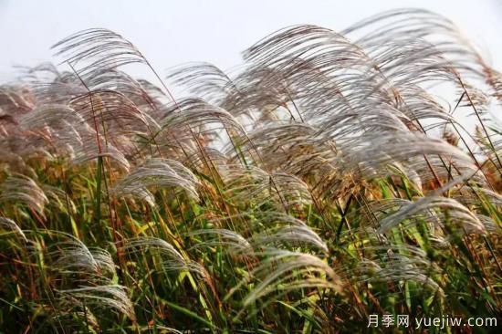 以花命名的農(nóng)歷，中國(guó)人對(duì)月份的雅稱(chēng)及別稱(chēng)(圖11)