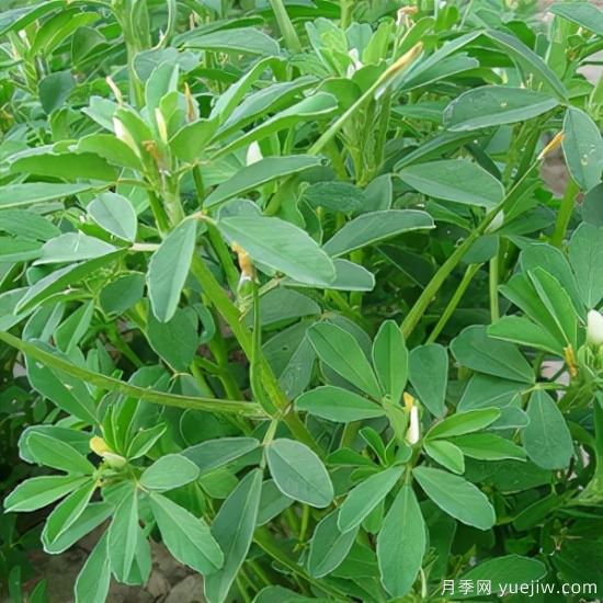 100種常見花卉的栽培大全，送給愛養(yǎng)花的你(圖64)