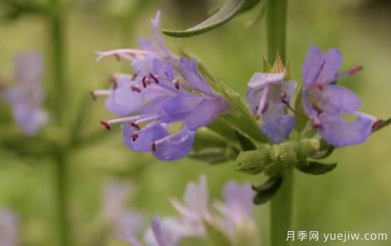 100種常見花卉的栽培大全，送給愛養(yǎng)花的你(圖65)