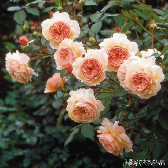 35個(gè)奧斯汀官方推薦的月季品種，抗病強(qiáng)長(zhǎng)勢(shì)好開花多花友必選(圖19)