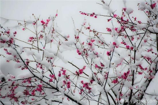 以花命名的農(nóng)歷，中國(guó)人對(duì)月份的雅稱(chēng)及別稱(chēng)(圖12)