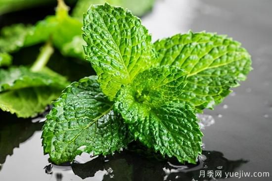 100種常見花卉的栽培大全，送給愛養(yǎng)花的你(圖66)
