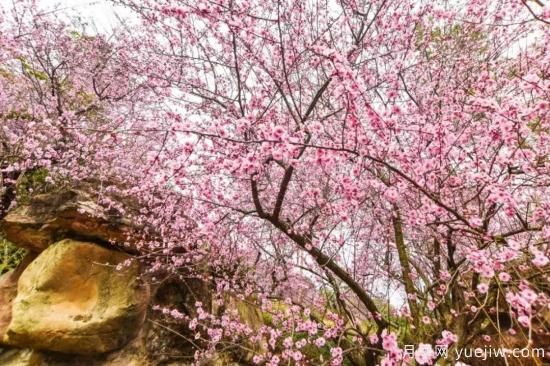 以花命名的農(nóng)歷，中國(guó)人對(duì)月份的雅稱(chēng)及別稱(chēng)(圖13)