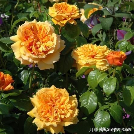 35個(gè)奧斯汀官方推薦的月季品種，抗病強(qiáng)長(zhǎng)勢(shì)好開花多花友必選(圖21)