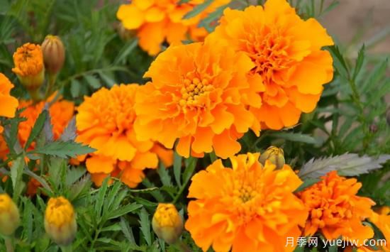 100種常見花卉的栽培大全，送給愛養(yǎng)花的你(圖67)
