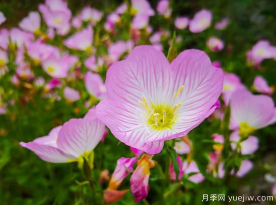 100種常見花卉的栽培大全，送給愛養(yǎng)花的你(圖68)