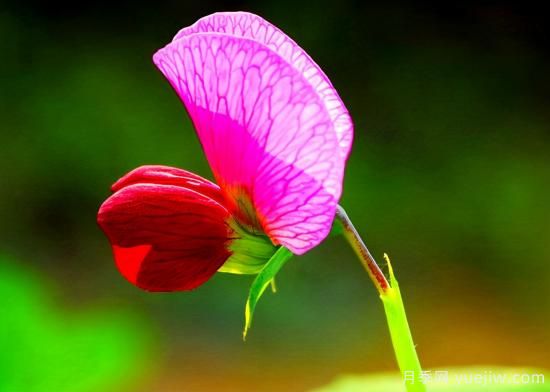 100種常見花卉的栽培大全，送給愛養(yǎng)花的你(圖69)