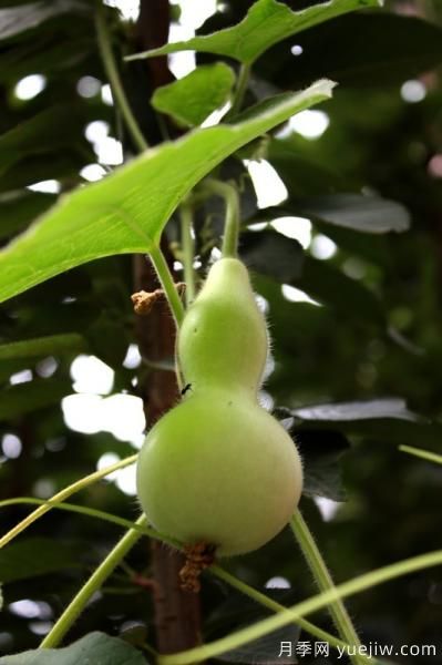 100種常見花卉的栽培大全，送給愛養(yǎng)花的你(圖70)