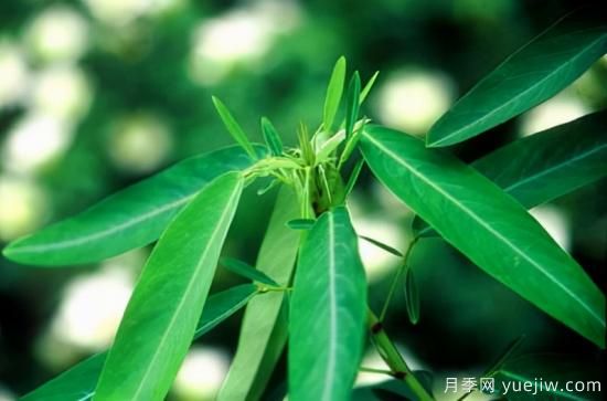 100種常見花卉的栽培大全，送給愛養(yǎng)花的你(圖71)