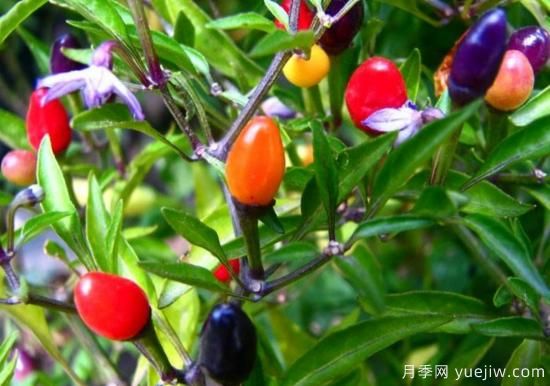 100種常見花卉的栽培大全，送給愛養(yǎng)花的你(圖72)