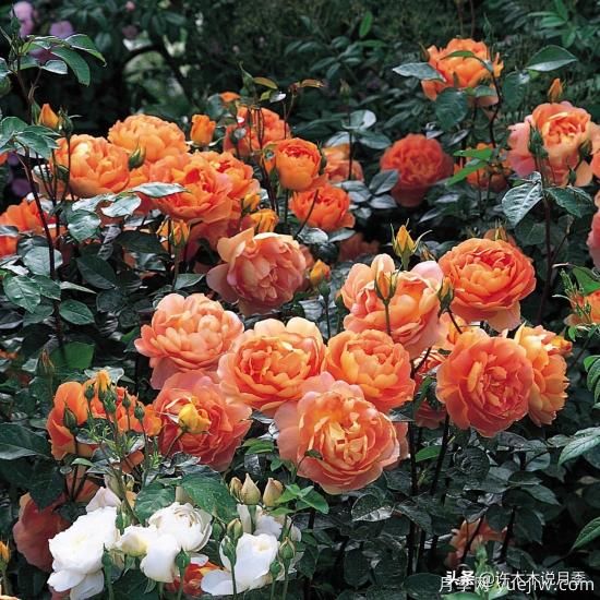 35個(gè)奧斯汀官方推薦的月季品種，抗病強(qiáng)長(zhǎng)勢(shì)好開花多花友必選(圖23)