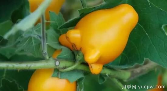 100種常見花卉的栽培大全，送給愛養(yǎng)花的你(圖75)
