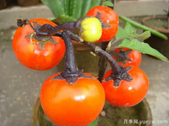 100種常見花卉的栽培大全，送給愛養(yǎng)花的你(圖73)
