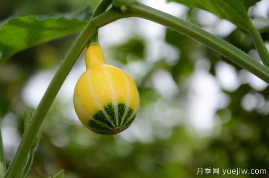 100種常見花卉的栽培大全，送給愛養(yǎng)花的你(圖76)